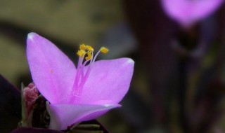 紫鸭趾草怎么养漂亮 紫鸭趾草图片