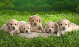 狗狗吐白沫黏液怎么办 狗狗吐白沫黏液怎么办不吃不喝