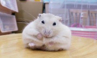 仓鼠吃什么蔬菜（仓鼠吃什么蔬菜和水果最合适?）