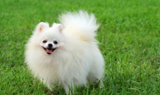 博美犬的寿命 博美犬的寿命是多长