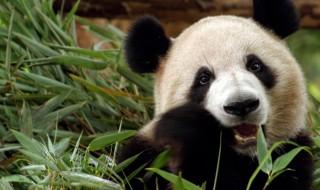 熊猫寿命（野生大熊猫寿命）