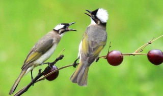 白头翁鸟喜欢吃什么 白头翁鸟吃什么虫子