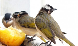 白头翁鸟吃什么主食 白头翁鸟吃什么鸟饲料