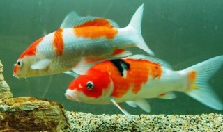 鱼的寿命 鱼的寿命有多长