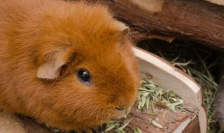 仓鼠吃什么水果 仓鼠吃什么水果必死