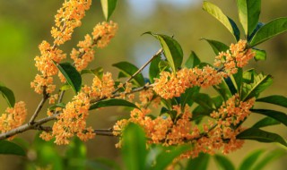 桂花有多少种 桂花有多少种颜色的图片