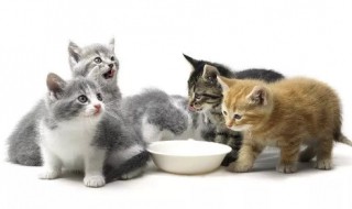 猫挑食如何改 猫挑食咋整