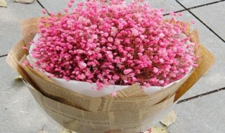 满天星粉色花语 满天星粉色花语和寓意