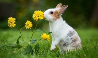 兔子一年生几窝 兔子一年生几窝小兔