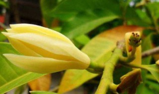 黄果兰花养殖方法