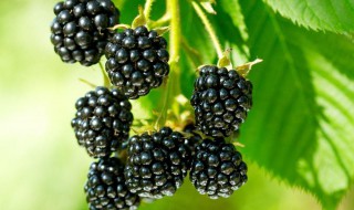 黑莓的功效与作用禁忌及食用方法（黑莓的功效与作用,营养价值）
