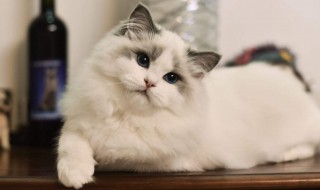 猫可以吃榴莲吗 猫可以吃榴莲吗不可以