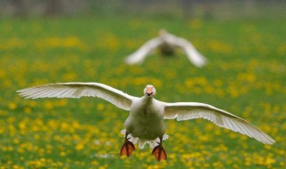 鹅可以当宠物吗（鹅可以当宠物吗英语）