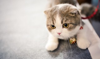 猫可以吃什么（猫可以吃什么零食）