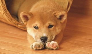 狗可以吃榴莲吗 泰迪狗可以吃榴莲吗