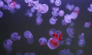 怎么养水母 怎么养水母才能活起来