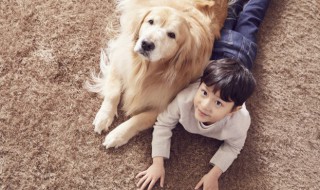 小金毛怎么养（小金毛怎么养长得快健康）