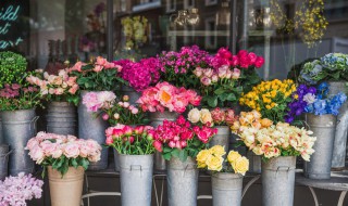 花种子怎么种（太阳花种子怎么种）