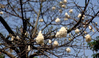 木棉花会结出棉花吗? 木棉花会不会结棉花