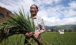 杂交水稻之父袁隆平是哪里人 杂交水稻之父——袁隆平