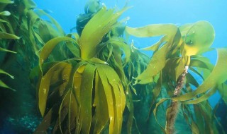 海底里的植物海带和海草的特点 海底里的植物海带和海草的特点是