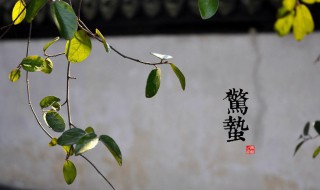 惊蛰节气的风俗食物 惊蛰节气的风俗食物有什么
