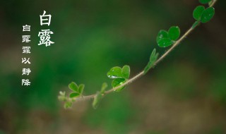 白露节气的特点和风俗（白露节气的特点和风俗50字）