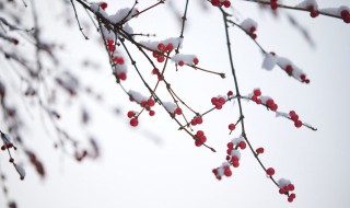 小雪节气古诗词（小雪节气古诗词大全）