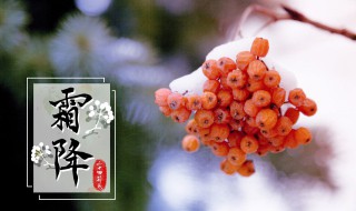 描写霜降节气的诗句 描写霜降节气的诗句5绝句