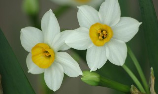 水仙花能不能放卧室（水仙花能不能放在卧室）