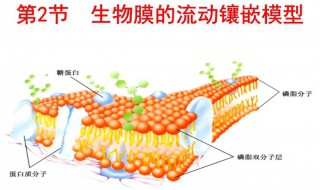 细胞膜的主要成分 真菌细胞膜的主要成分