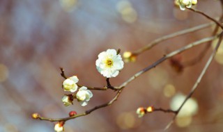 立春节气的彦语 立春节谚语