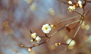 立春节气的特点和风俗（立春节气的特点和风俗英语）