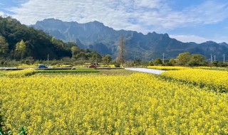 江西婺源几月份去最好看油菜花（4月上旬婺源还有油菜花吗）