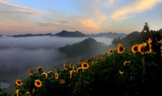 向日葵花语唯美句子（向日葵花语唯美句子图片）