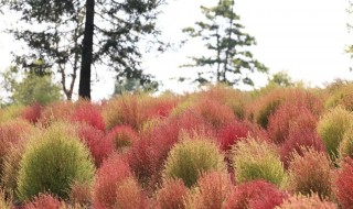 风滚草是扫帚菜吗（风滚草是啥）