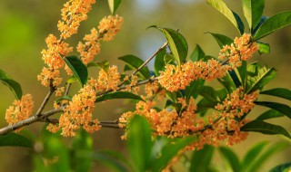 桂花浇水方法（桂花浇水方法和技巧）