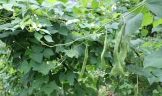 芸豆种植时间和方法 芸豆种植时间和方法露地