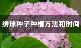 绣球种子种植方法和时间（绣球种子种植方法和时间图片）