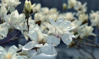 不同颜色玉兰花的花语（不同颜色玉兰花的花语和寓意）