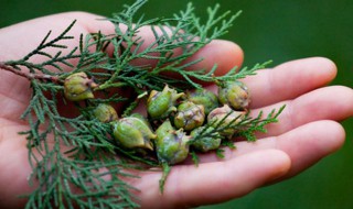 红豆杉种子怎么种植（红豆杉种子怎么种植发芽视频）