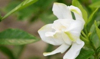 栀子花种子怎么催芽（栀子花种子怎么催芽最好）