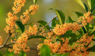 桂花种子怎么催芽（桂花种子催芽方法）