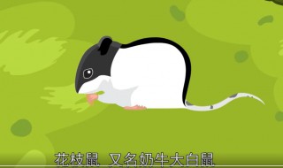 猫和老鼠里面的老鼠是什么鼠 猫和老鼠里面的老鼠是什么鼠类