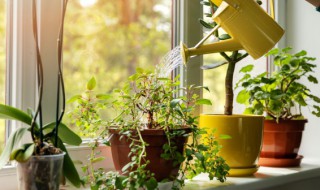 最适合室内的绿色植物 适合室内养的100种绿色植物