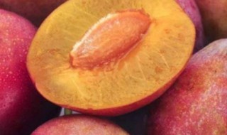 西梅几月份成熟 西梅几月份成熟采摘西梅可以吃到什么时候?