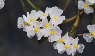 杨花过敏应该怎么办 杨花过敏症状图片