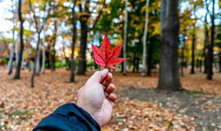 秋天应注意的养生知识（秋天应注意的养生知识有哪些）