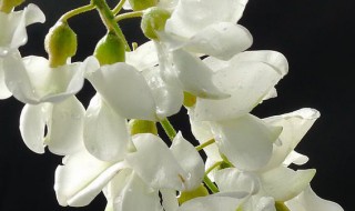 槐花与槐米有什么区别 槐花和槐花米一样吗