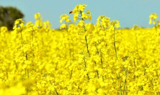 炒油菜花的家常做法 炒油菜花的家常做法